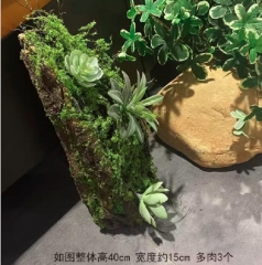 装饰物树皮多肉苔藓